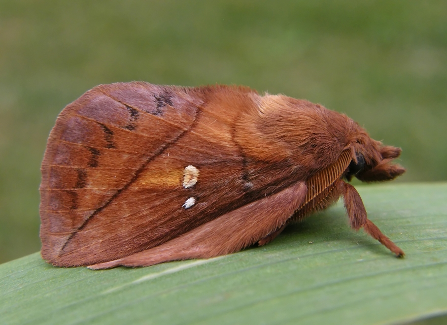 szövőlepkék Lasiocampidae