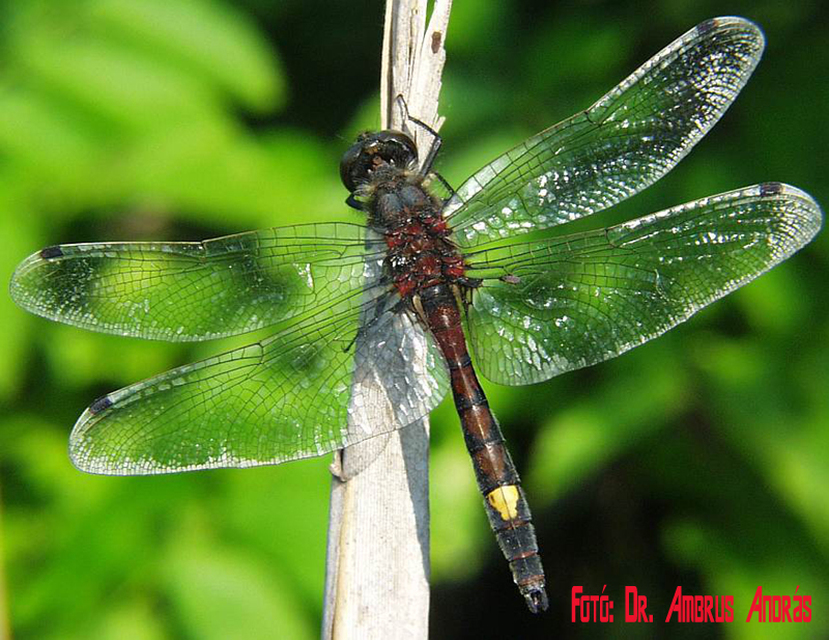 lápi álarcos-szitakötő - Leucorrhinia pectoralis