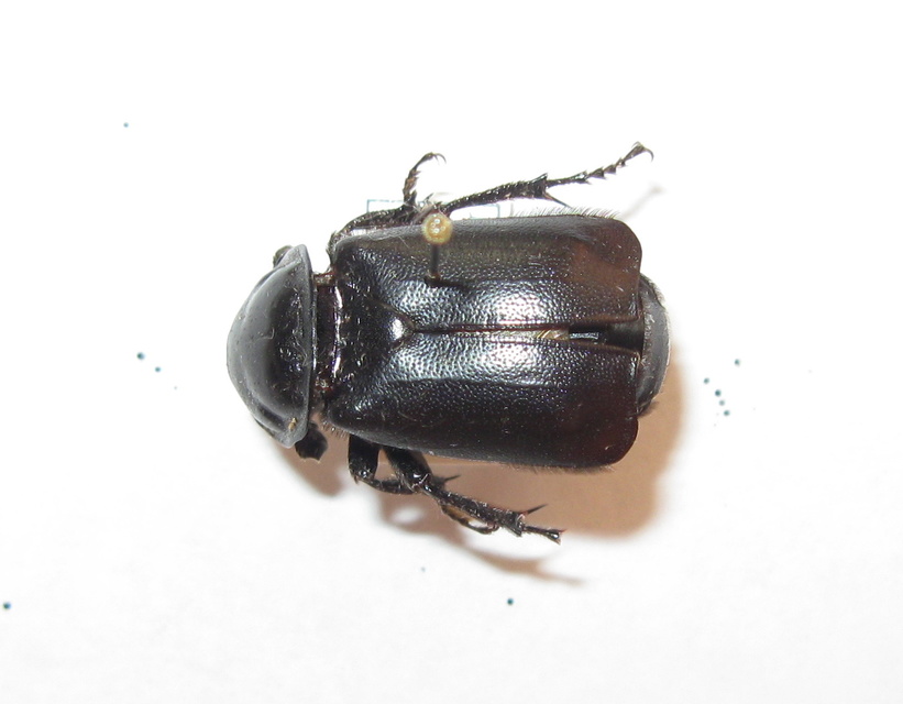 Nicrophorus