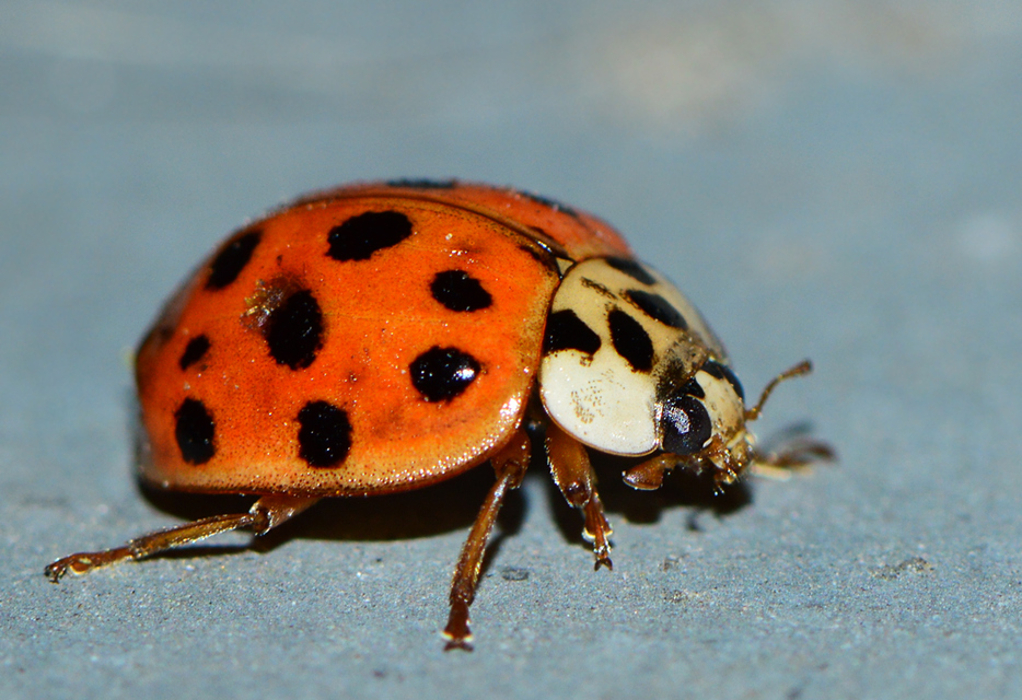 harlekinkatica