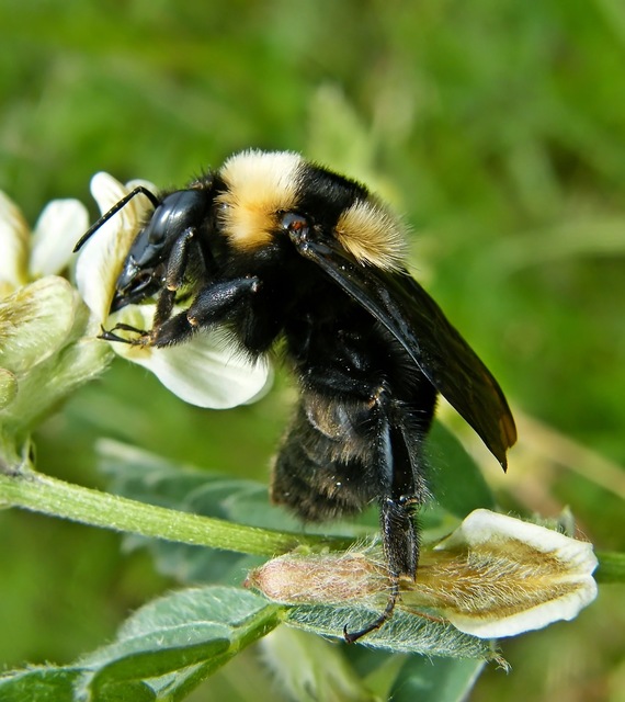 Bombus