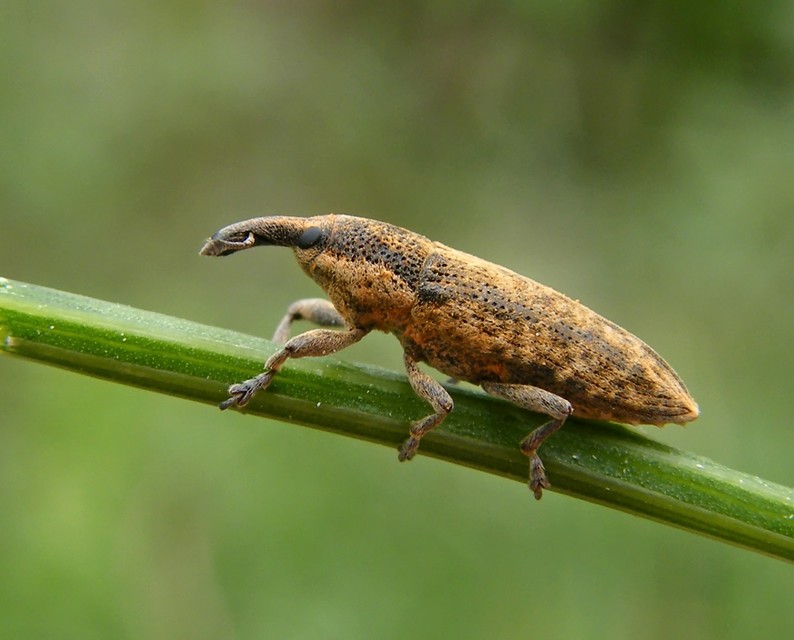 Lixus