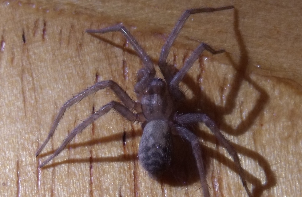 Tegenaria