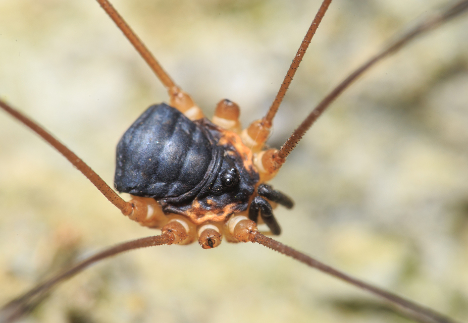 Leiobunum rupestre