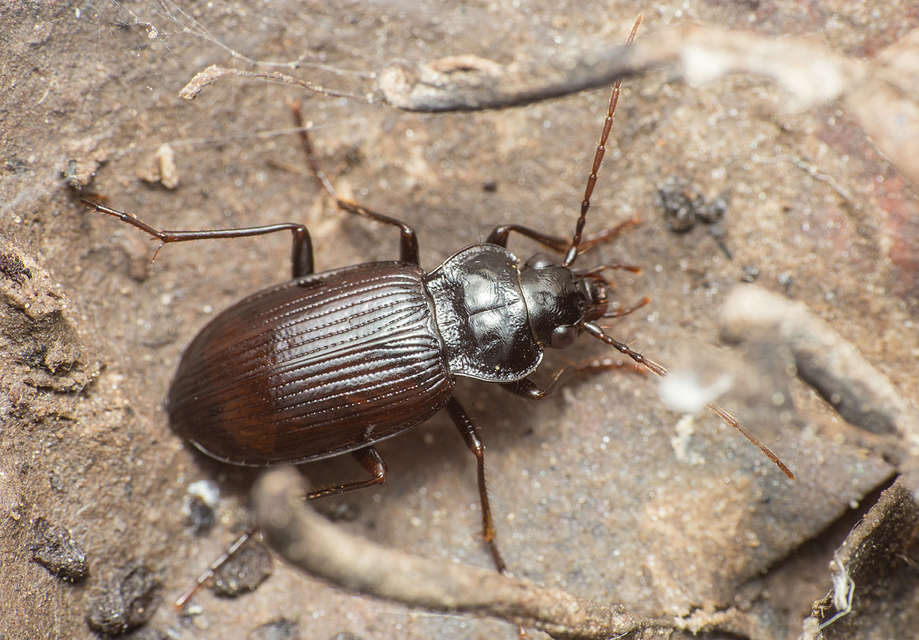 Nebria
