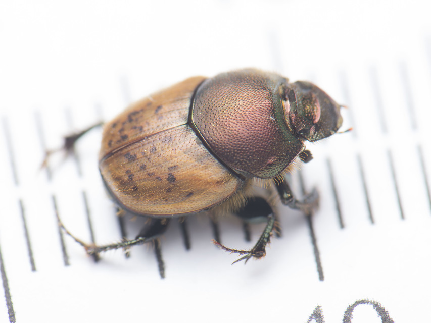 Onthophagus