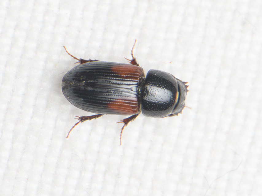 Aphodius
