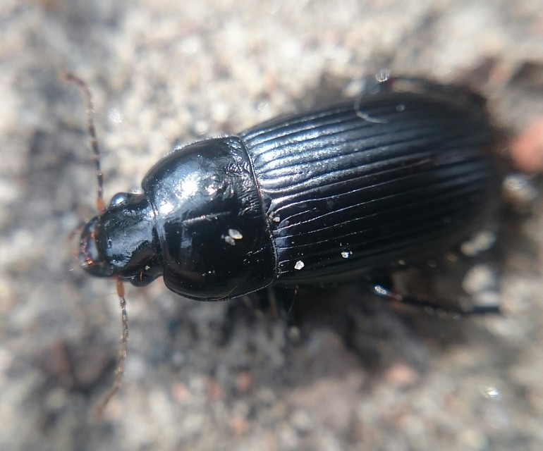 Harpalus