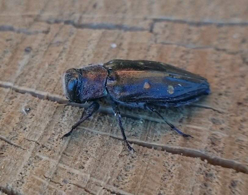 Chrysobothris