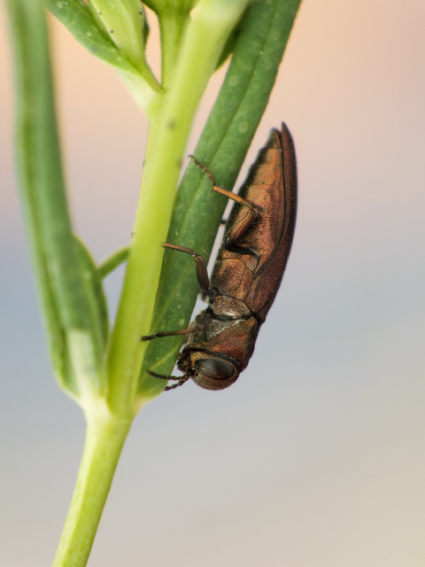 Agrilus