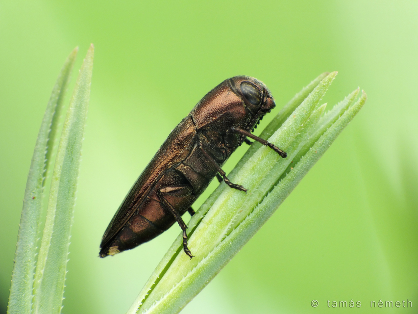 Sphenoptera
