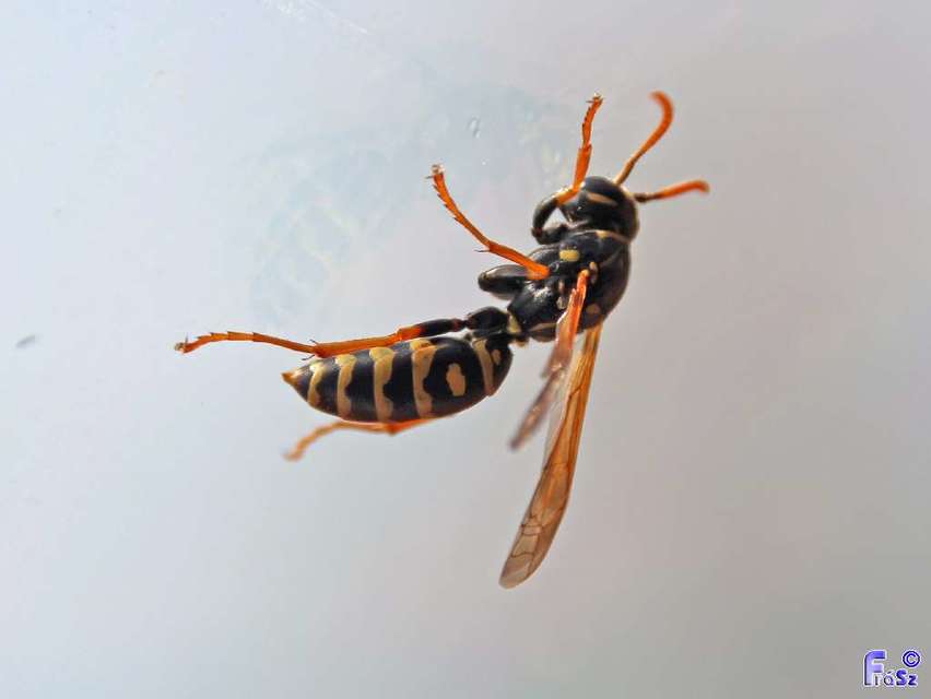 Polistes