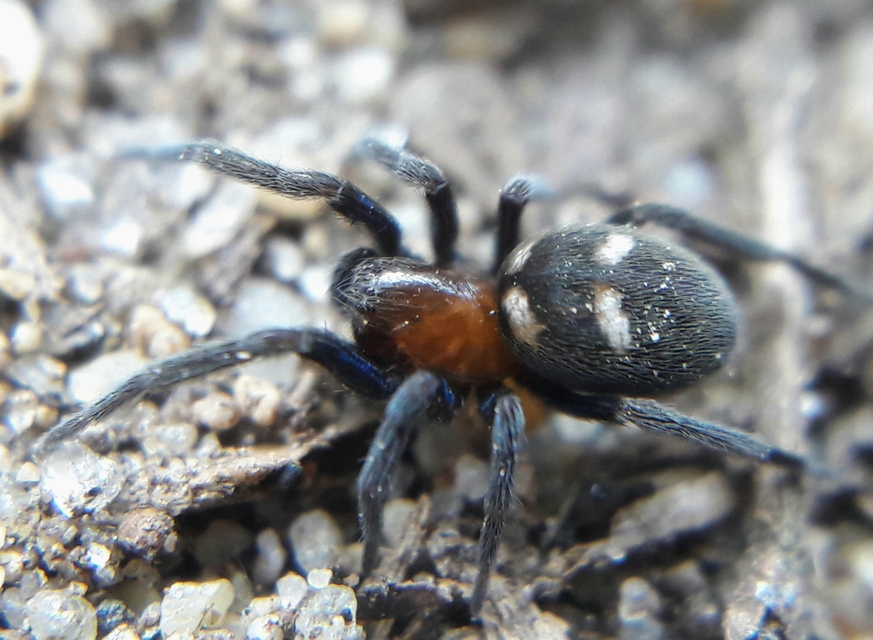 Titanoeca quadriguttata