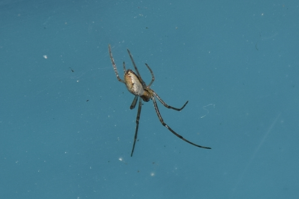 Tetragnatha