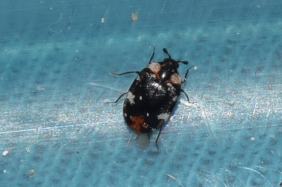 nagy múzeumbogár Anthrenus scrophulariae