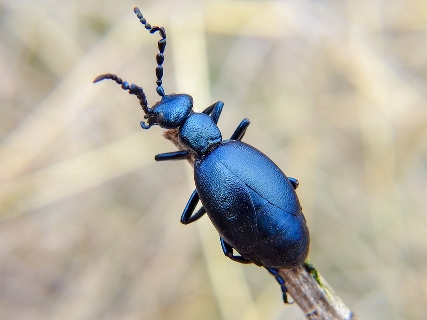 kék nünüke Meloe violaceus