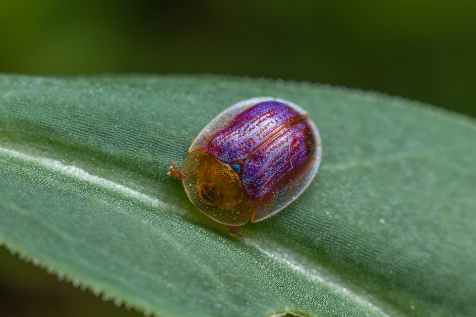 Cassida