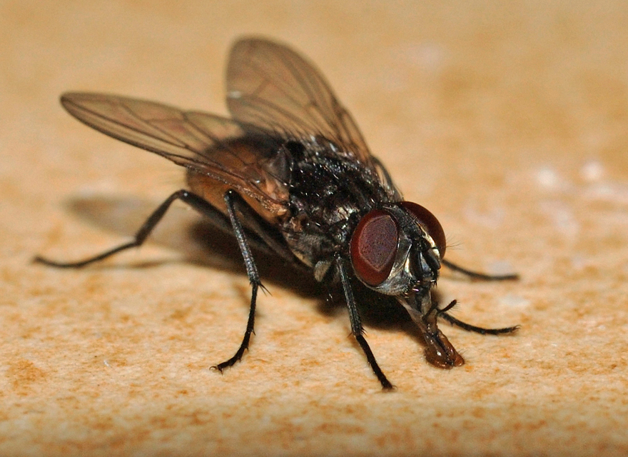 Musca domestica