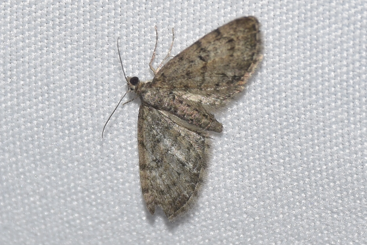 Eupithecia